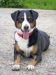 image of appenzeller