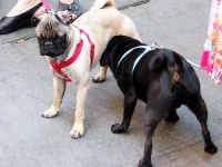 image of pug