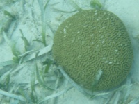 image of coral #5