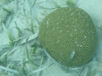 image of brain_coral