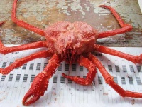 image of king_crab #8