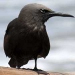 image of bird