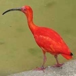 image of bird