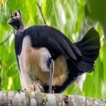 image of bird