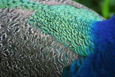 image of peacock