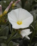 image of flower
