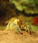 image of crayfish