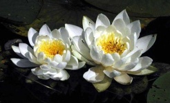 image of flower