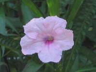 image of mexican_petunia #22