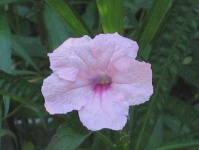 image of flower