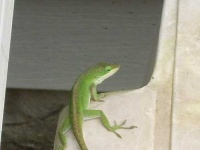 image of green_lizard