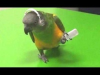 image of parrot #8