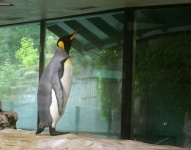 image of king_penguin #26