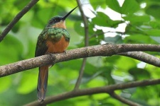 jacamar