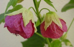 image of flower
