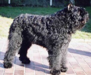 image of bouvier_des_flandres