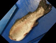 image of fish