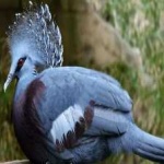 image of victoria_crowned_pigeon #14