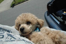 image of toy_poodle