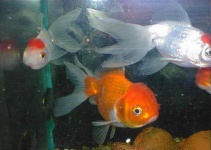 image of goldfish