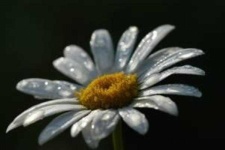 image of flower