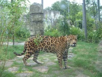image of jaguar_car