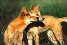 image of dingo