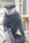 image of langur
