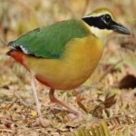 image of bird