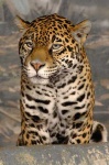 image of jaguar_car