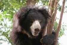 image of sloth_bear #6