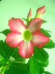 image of flower
