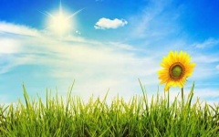 image of sunny
