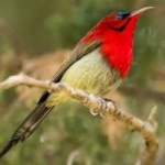 image of bird