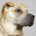 image of shar_pei #5