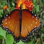 image of animal