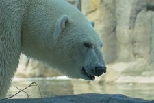 image of ice_bear