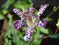 image of flower
