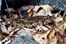 image of sidewinder