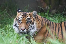 image of tiger