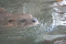image of otter