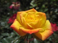 image of flower