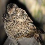 image of bird