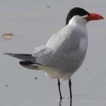 image of bird