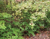 image of bush