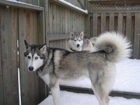 image of siberian_husky #19