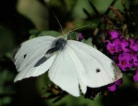 image of cabbage_butterfly