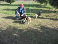 image of beagle