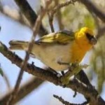 image of bird