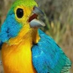 image of bird